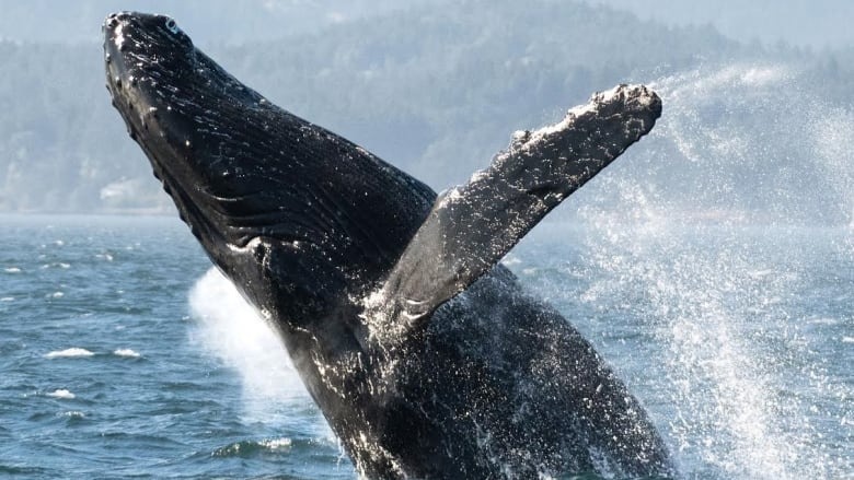 Rise of Humpback Numbers Orca Encounter Raises Concerns