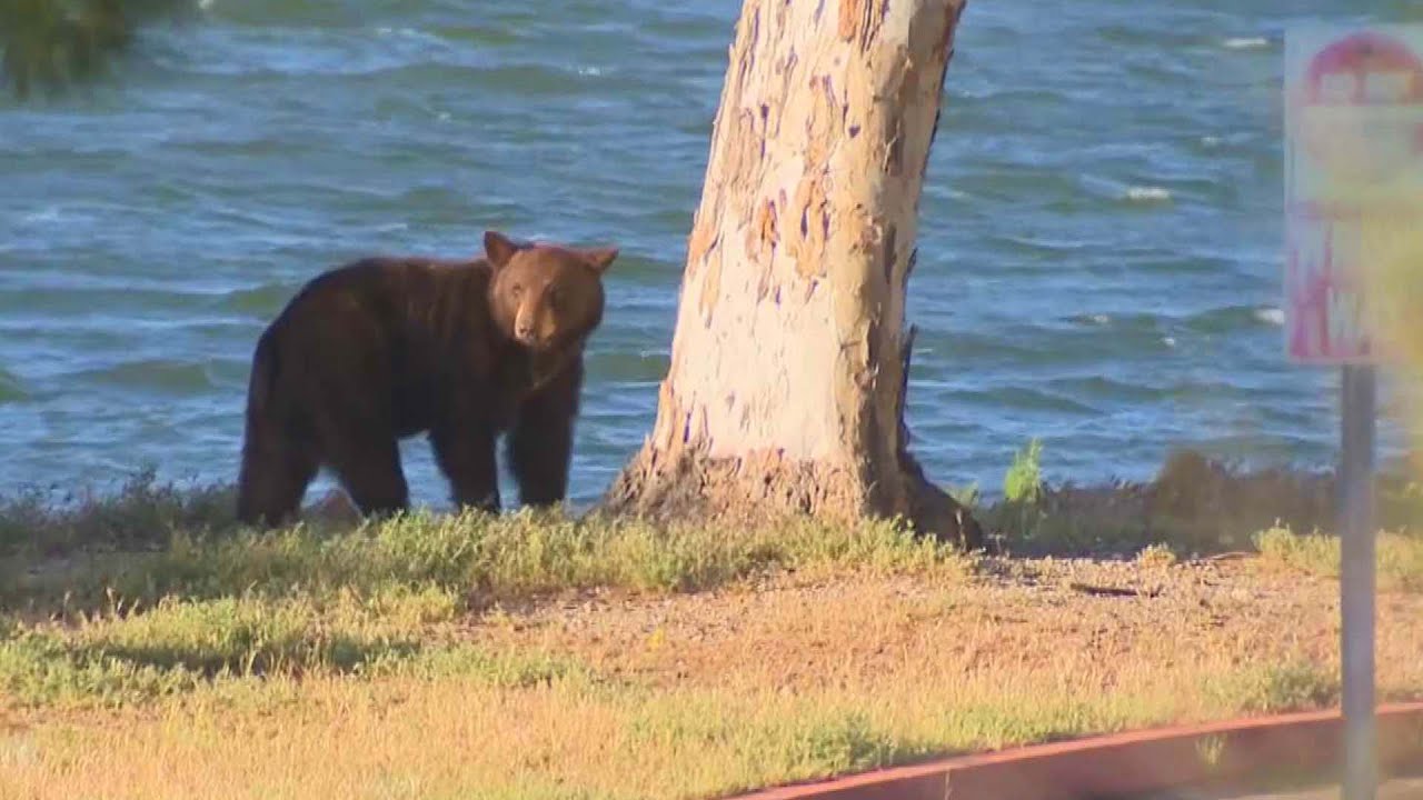 Bear Spotted Roaming Castaic Lake A Juvenile Adventure