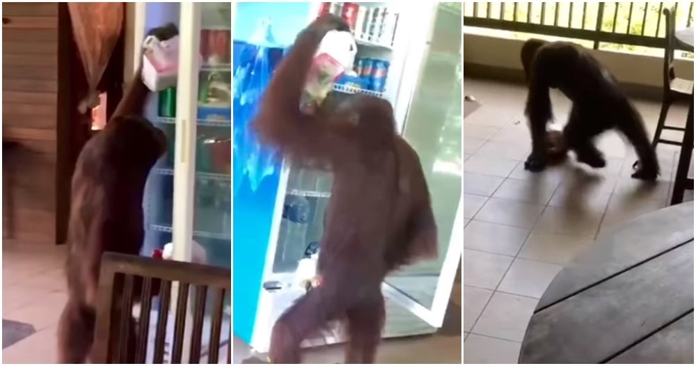 Clever Orangutan Caught Raiding Fridge at Keruing Cafe in RDC Sepilok