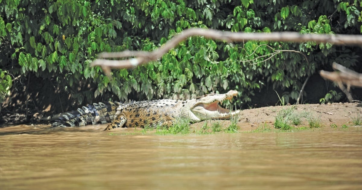 Fear Grips Residents of Sunai Malim, Kbang Amid Crocodile Sightings and Livestock Disappearances