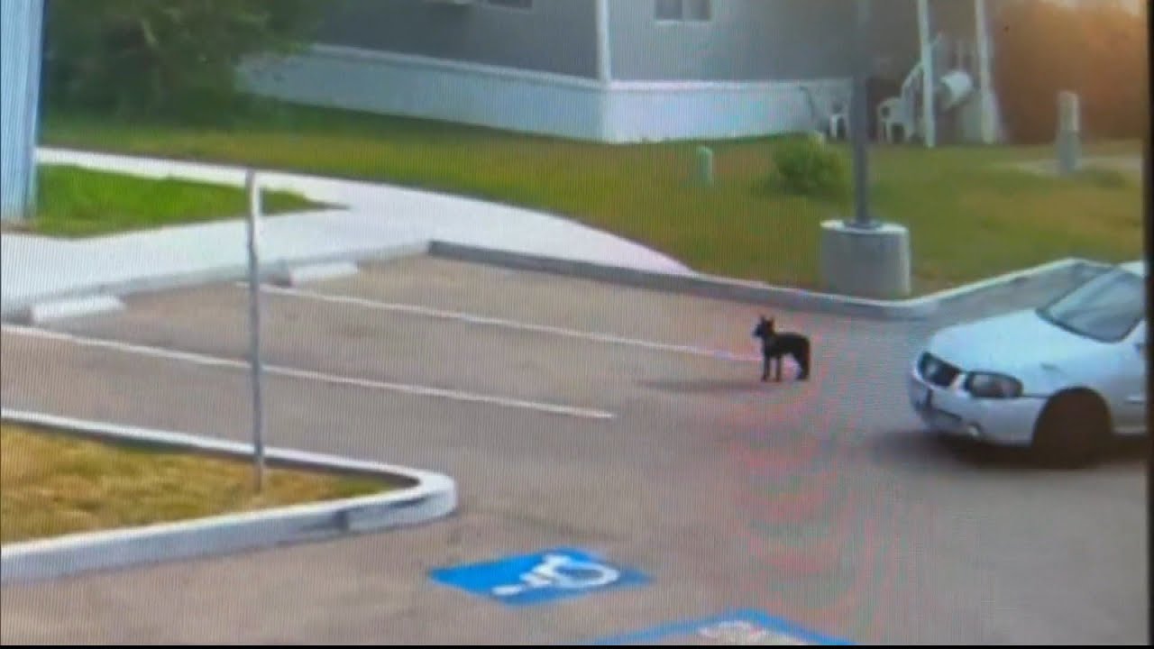 Heartbreaking Footage Shows Puppy Abandoned in Parking Lot