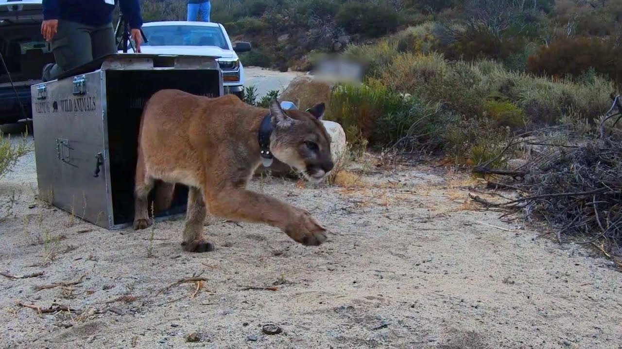 Rehabilitated Mountain Lion Released into the Wild