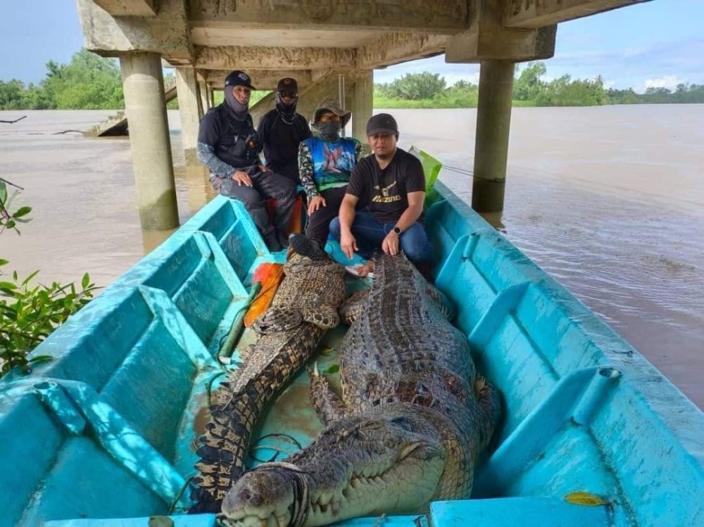 Samarahan Crocodile Hunter Team Captures Two Large Crocodiles