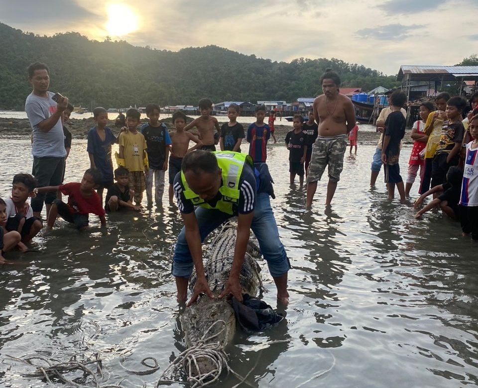 Villagers Capture 12-Foot Crocodile in Pulau Gaya