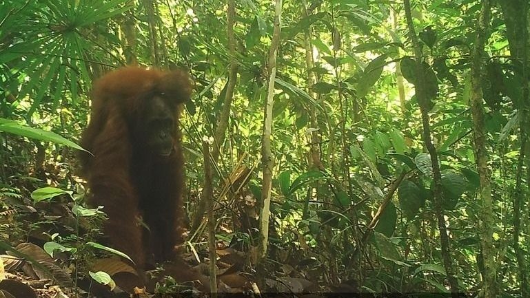 Flourishing Wild Orangutan Population in Sarawak A Conservation Triumph