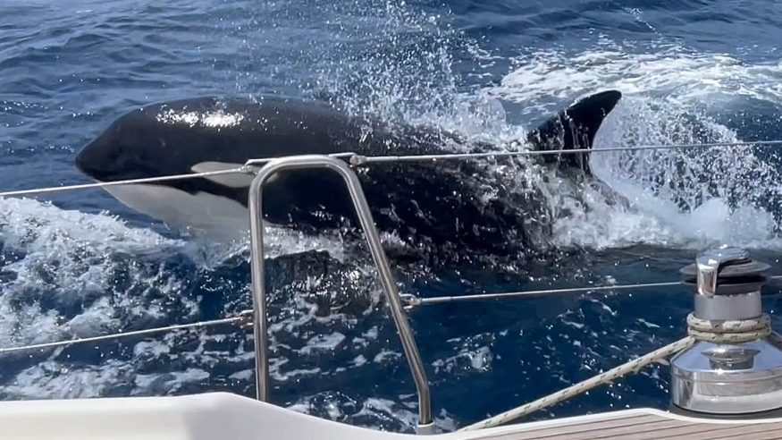 Killer Whales Strike Again, Ramming Boats and Leaving Sailors Stranded