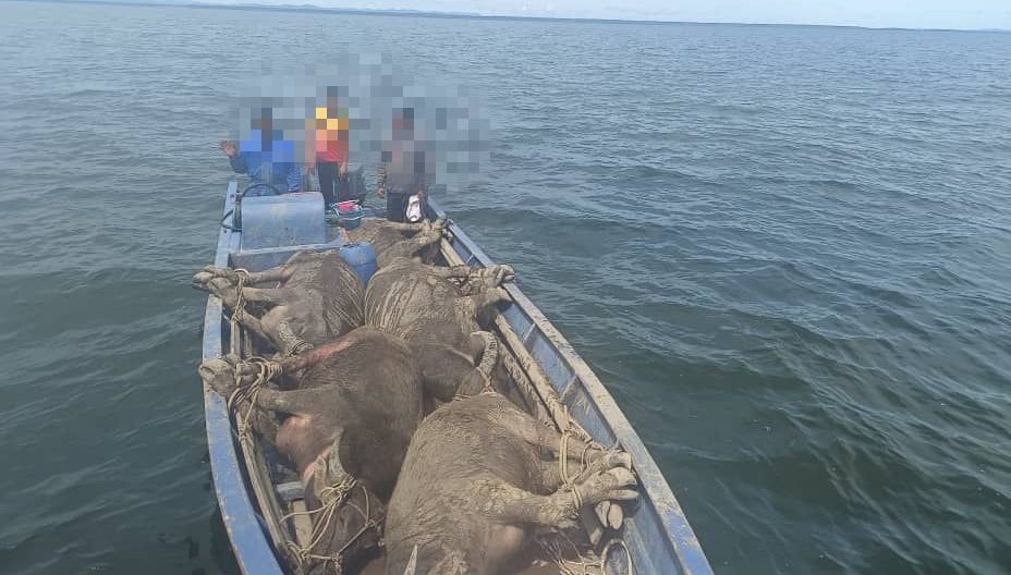 MMEA Seizes Boat Near Tanjung Perapat for Illegally Transporting Live Buffaloes