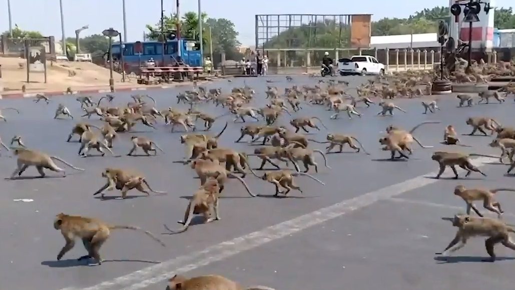 Rampaging Monkey Gangs Terrorize Thai Tourist Town