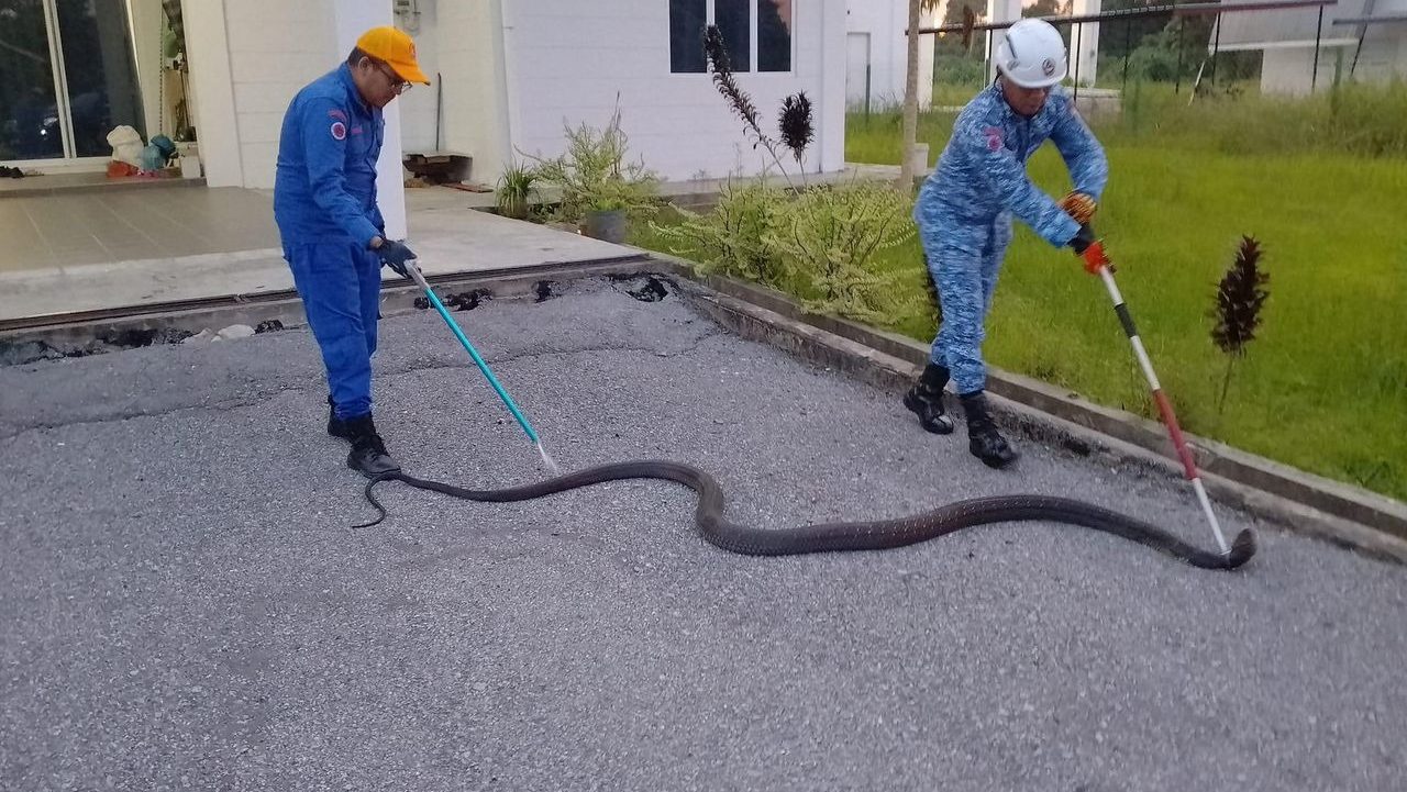 Snake Spree in Sibu Keeps APM Sibu Busy 20-Foot Python and More Captured!