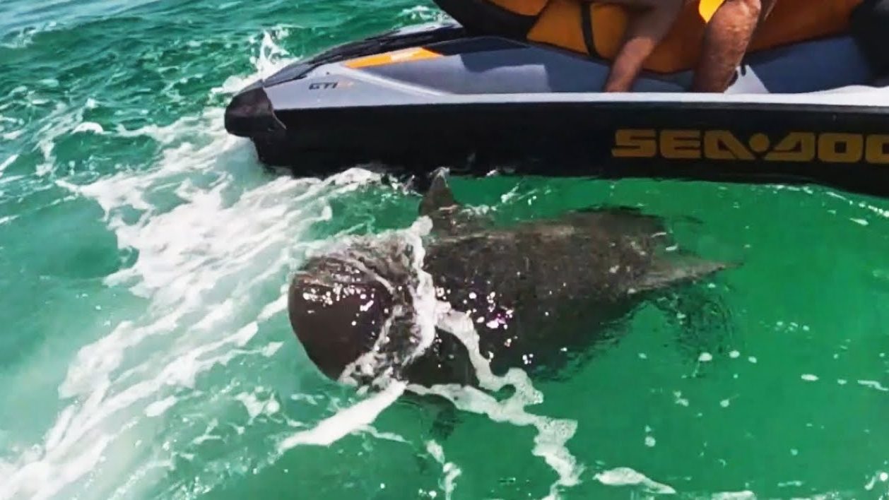 Terrifying Encounter as Shark Attacks Jet Skiers in Florida Panhandle