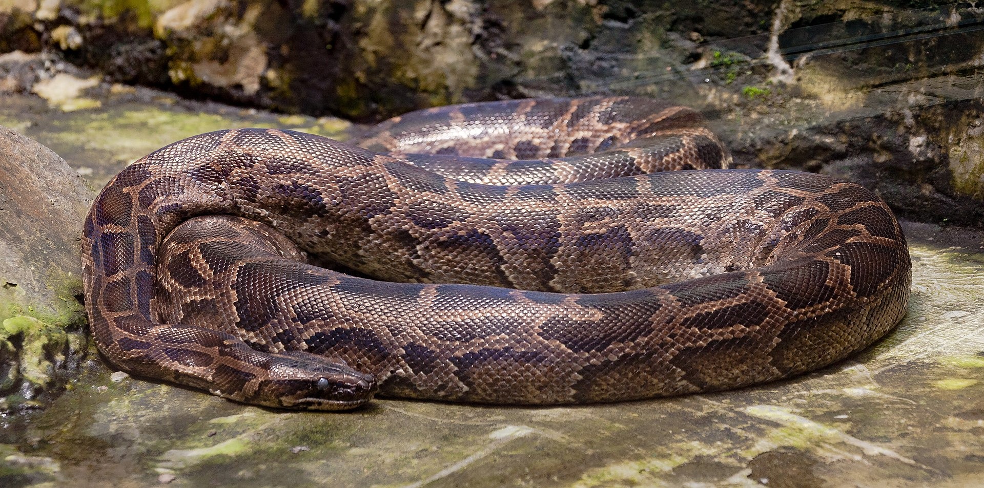 Tragic Incident Python Swallows Woman Whole in Indonesia