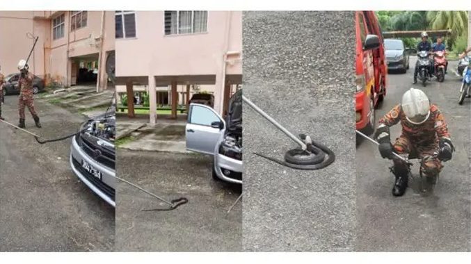 Dramatic Snake Rescue 1m-Long Cobra Retrieved from Car Engine in Sandakan