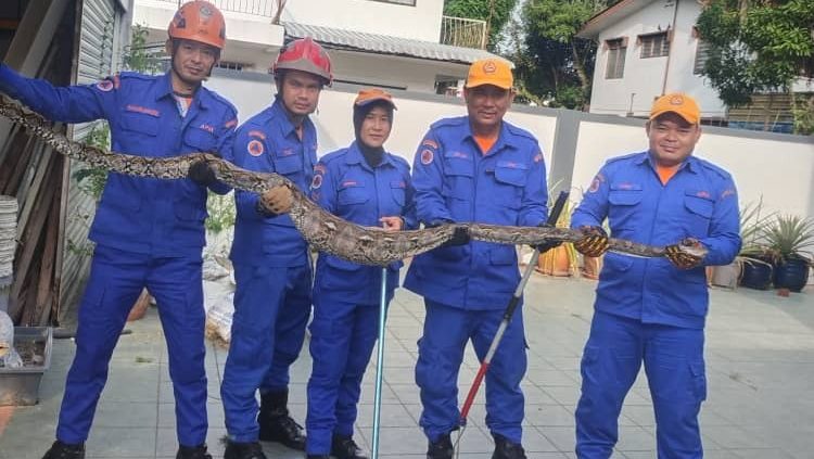 Giant Python Captured After Devouring Duck in Miri A Morning Rescue Drama