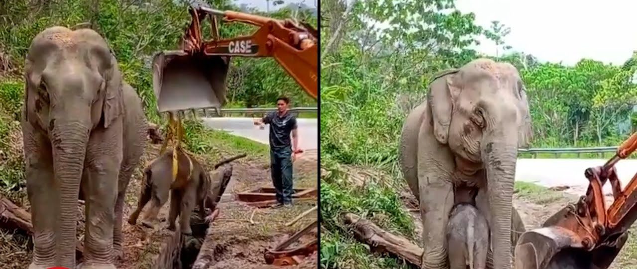 Heartwarming Video of Baby Elephant Rescue on Kelantan Highway Goes Viral