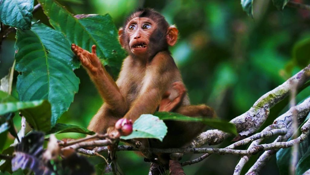 Innovative Methods Used to Catch Wild Monkeys in Sarawak Amidst Zoletil Supply Concerns