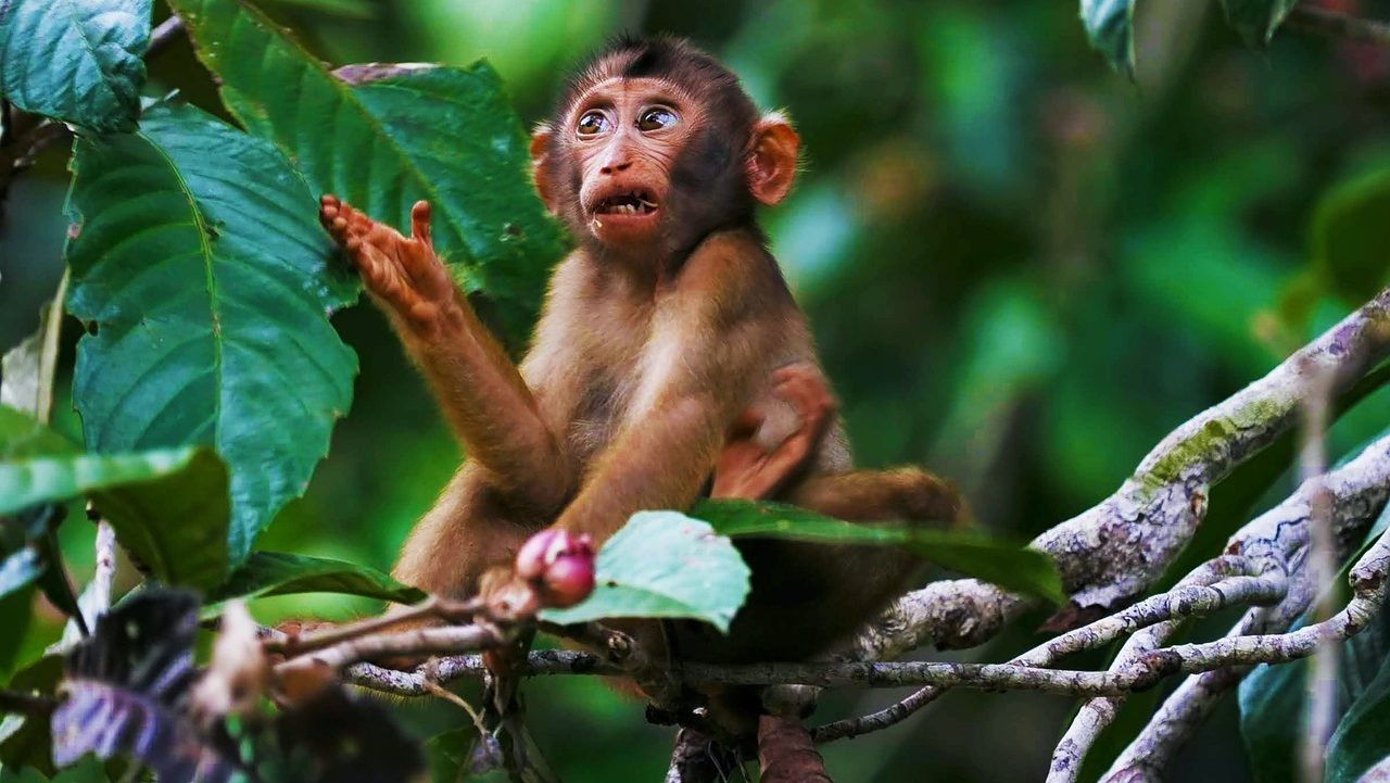 Innovative Methods Used to Catch Wild Monkeys in Sarawak Amidst Zoletil Supply Concerns