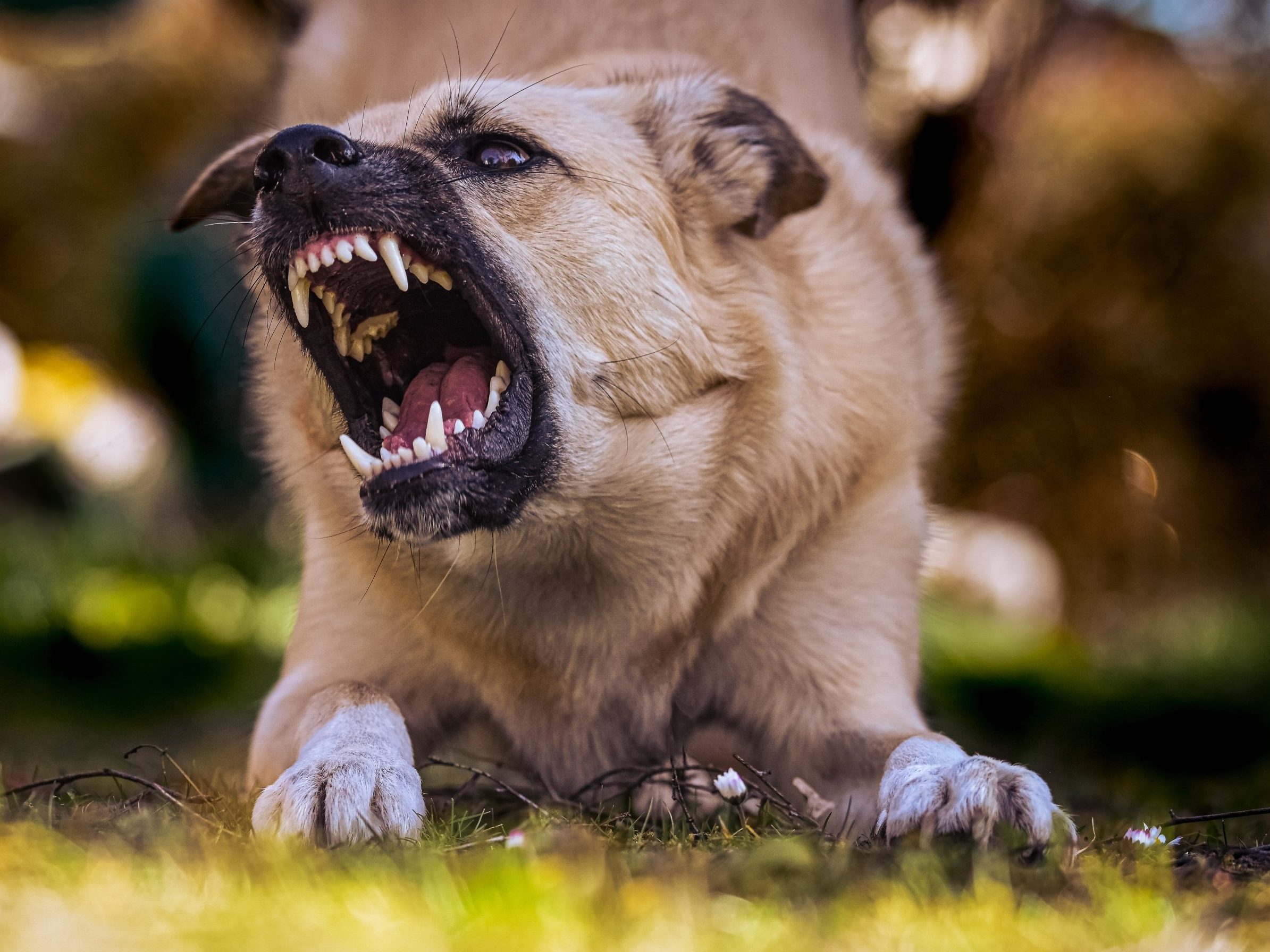 Rabies Case Recorded in Padawan Kuching South Mayor Urges Vigilance