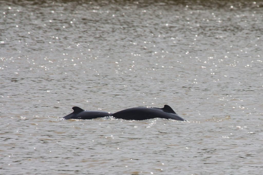 The Unique Bond Between Locals and Irrawaddy Dolphins Under Threat A Call for Conservation