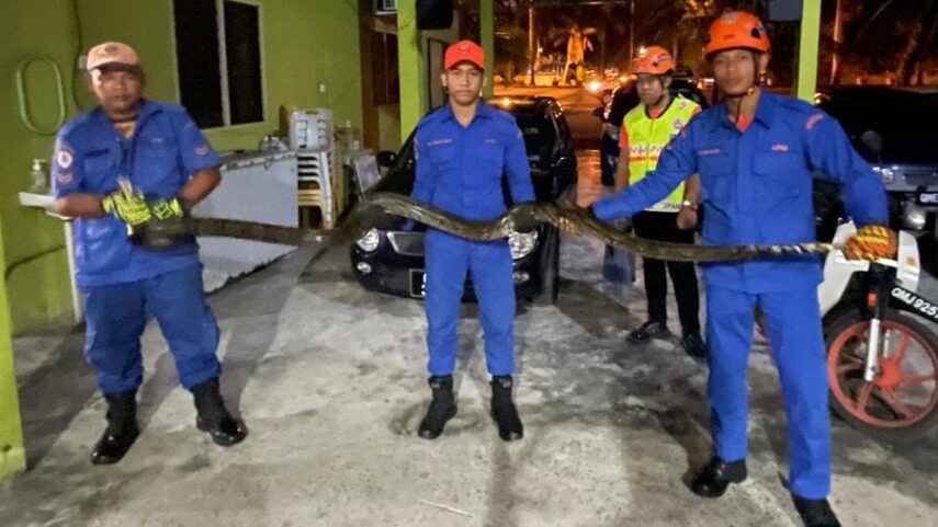 11-Foot Python Discovered Under Shoe Rack in Miri Home