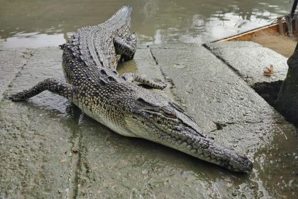 Dead Crocodile Found Entangled in Fishing Net at Pending Jetty Kuching A Growing Concern for Local Authorities