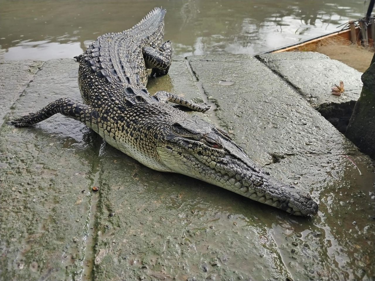 Dead Crocodile Found Entangled in Fishing Net at Pending Jetty Kuching A Growing Concern for Local Authorities