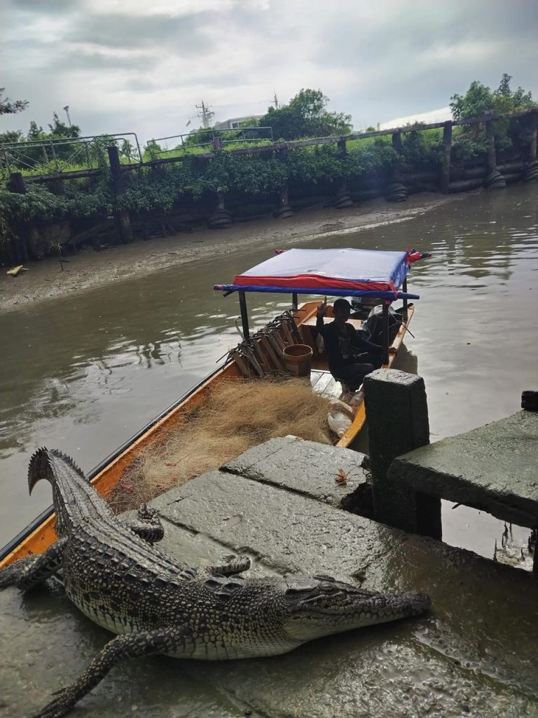 Dead Crocodile Found Entangled in Fishing Net at Pending Jetty Kuching A Growing Concern for Local Authorities