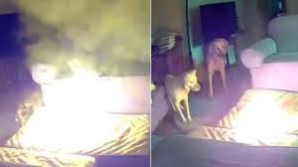 Dog's Playful Chew Turns Dangerous Tulsa House Fire Ignited by Lithium-Ion Battery