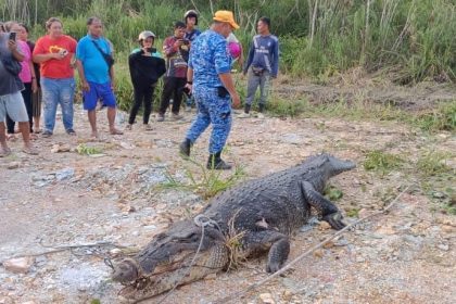 Crocodile Shot Dead After Emerging from River