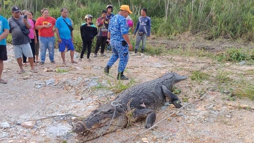 Crocodile Shot Dead After Emerging from River