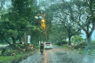 Heavy Rain and Strong Winds Cause Uprooted Trees and Traffic Chaos in Kuching