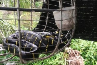 Highly Venomous Malayan Krait Captured After Devouring Bird in Kampung Dagang Bekenu