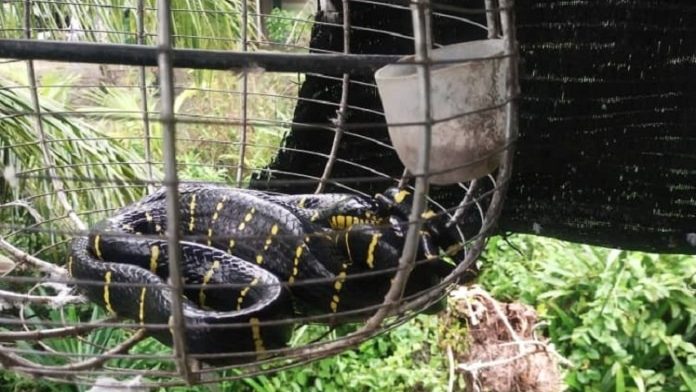 Highly Venomous Malayan Krait Captured After Devouring Bird in Kampung Dagang Bekenu