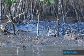 Man-Eating Crocodile Shot Dead in Lahad Datu After Fatal Attack on Plantation Worker