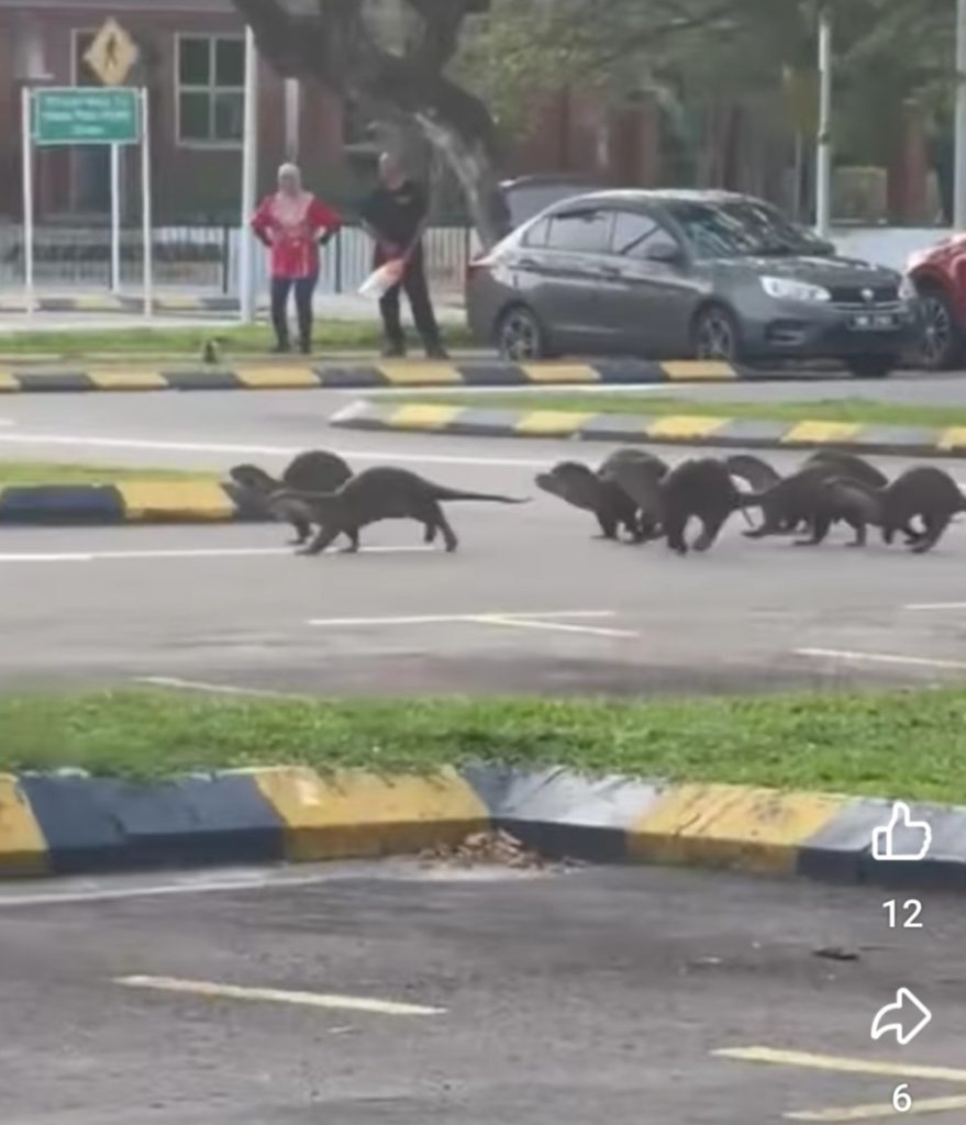 Terrifying Otter Attack at Perdana Park DBKK Orders Immediate Closure to Ensure Public Safety