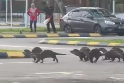 Terrifying Otter Attack at Perdana Park DBKK Orders Immediate Closure to Ensure Public Safety