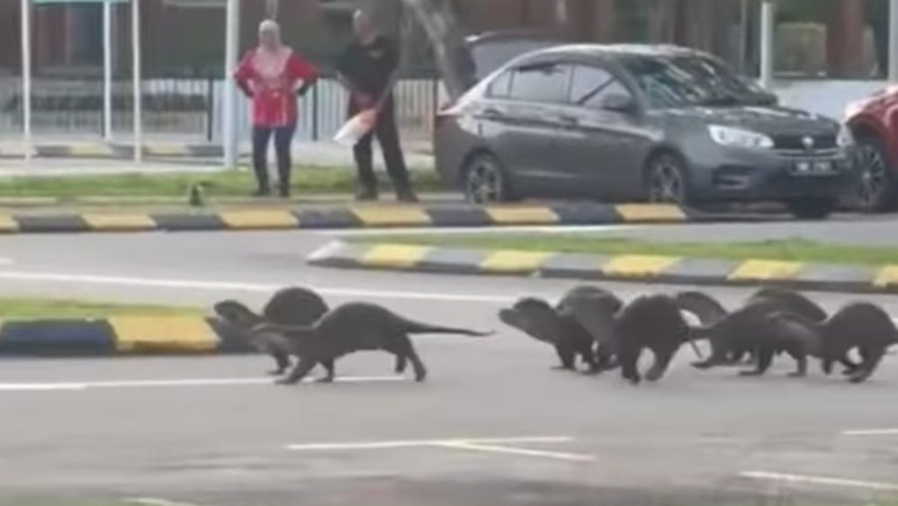 Terrifying Otter Attack at Perdana Park DBKK Orders Immediate Closure to Ensure Public Safety