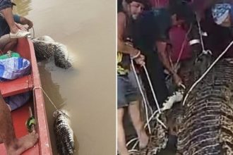 Two Crocodiles Captured After Ritual in Tatau Human Teeth Found Inside, Suspected Connection to Missing 6-Year-Old