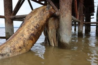 Massive 10-Metre Whale Carcass Found Near Triso Bridge SFC Plans Bone Analysis