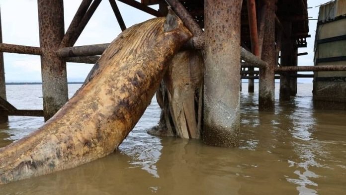 Massive 10-Metre Whale Carcass Found Near Triso Bridge SFC Plans Bone Analysis