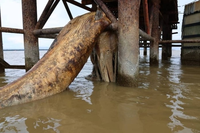 Massive 10-Metre Whale Carcass Found Near Triso Bridge SFC Plans Bone Analysis