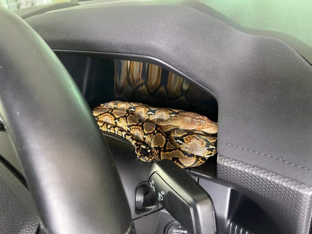 Shocking Discovery Labuan Pickup Truck Owner Finds Python Coiled on Dashboard