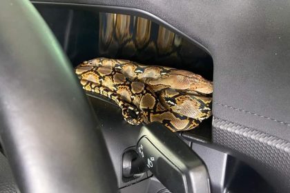 Shocking Discovery Labuan Pickup Truck Owner Finds Python Coiled on Dashboard