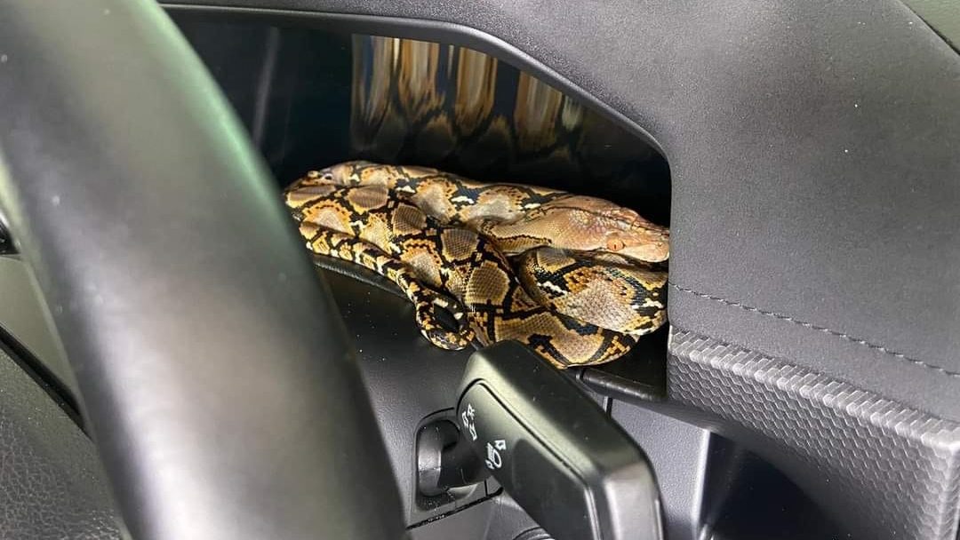 Shocking Discovery Labuan Pickup Truck Owner Finds Python Coiled on Dashboard