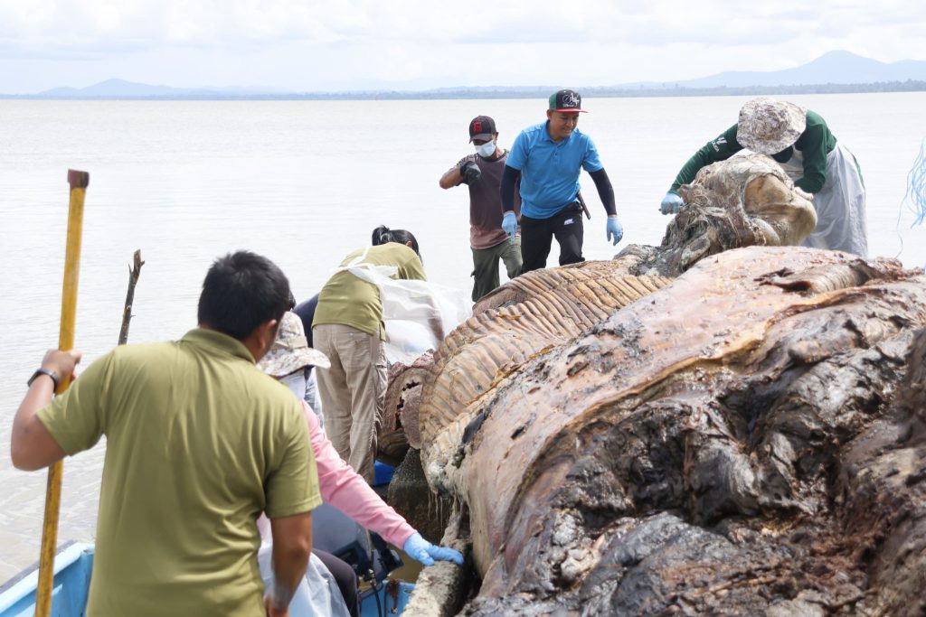 Whale Carcass Found in Batang Lupar Shocking Discovery During Monsoon