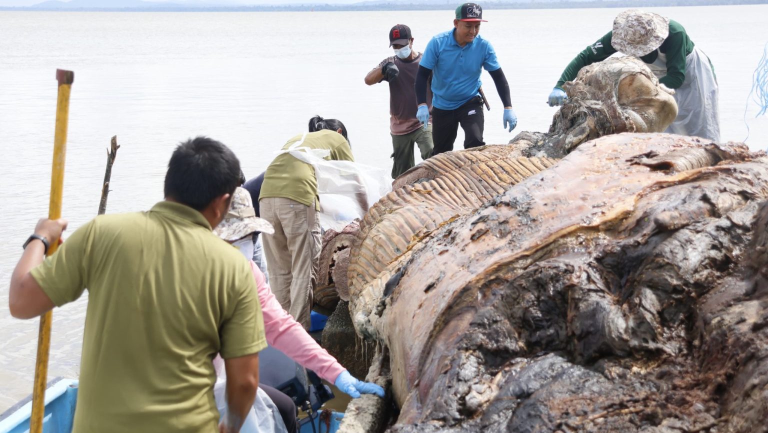 Whale Carcass Found in Batang Lupar Shocking Discovery During Monsoon