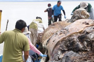 Whale Carcass Found in Batang Lupar Shocking Discovery During Monsoon