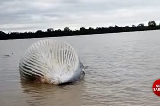 Whale carcass Mystery Near Pulau Seduku SFC Investigates Viral Video Claim