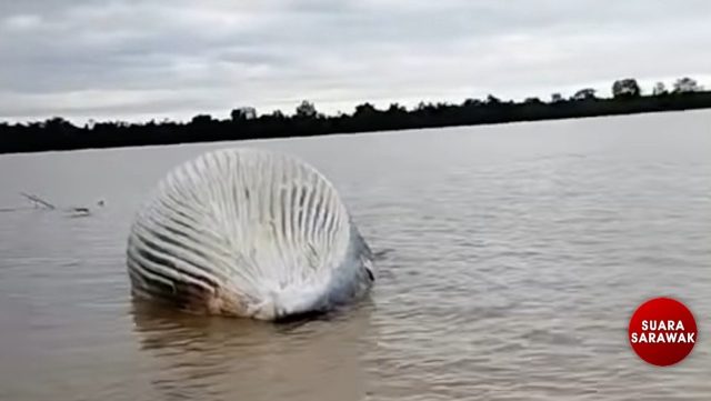 Whale carcass Mystery Near Pulau Seduku SFC Investigates Viral Video Claim