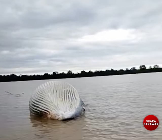 Whale carcass Mystery Near Pulau Seduku SFC Investigates Viral Video Claim