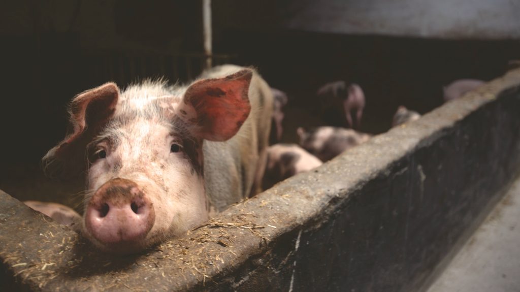 African Swine Fever in Mongkos Sarawak Pork Supply Safe and Unaffected